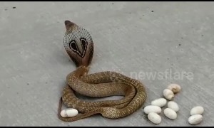 Pregnant cobra lays eggs on busy road in southern India