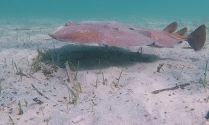 Electric Ray Hides Under the Ocean Floor