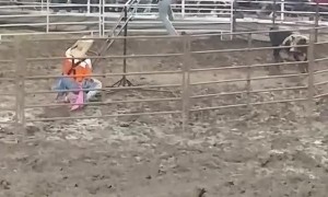 Teeter Totter Teases Rodeo Bull