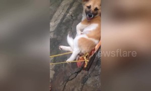 This relaxed dog likes to sleep in a hammock and listen to music