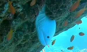 Extremely Rare White Moray Eel