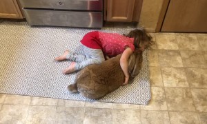 Little Girl Gently Loves on Big Bunny