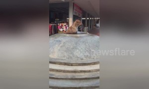 Clever dog cools off in water fountain on hot day