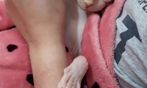 Feline Getting it's Nails Filed