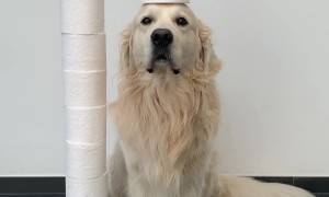 Dog Tries the Toilet Paper Challenge