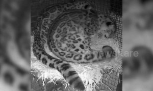 Two loved-up snow leopards curl up around each other in affectionate display