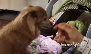 Milo the Chihuahua's priceless reaction after meeting baby sister