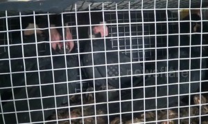 Indonesian authorities foil plot to export endangered animals