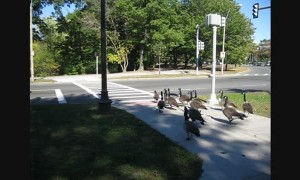 Amazingly clever geese use a crosswalk just like humans