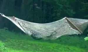 Wild bear has time of its life playing around on hammock