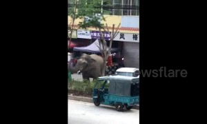 Wild elephant wanders around Chinese town, damaging houses and vehicles