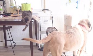 Kitten's attempt to catch dog brother's tail ends in failure
