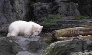 Heartwarming moment polar bear cub takes her very first steps into the outside world