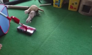 Ferrets OBSESSED with Vacuum