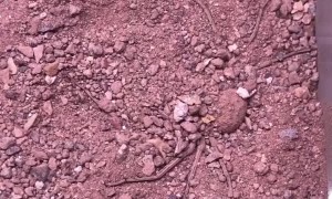 Six-Eyed Sand Spider Buries Herself