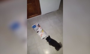 One Doggy Bag to Go!