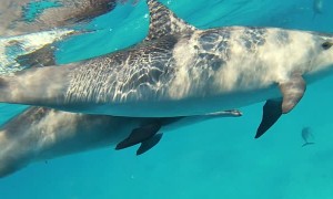 Swimming with Very Friendly Dolphins