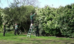 Playing hard to get: Keepers at London Zoo spend hours trying to recapture bird of prey