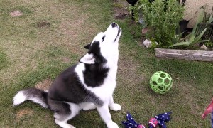 Sassy Huskies