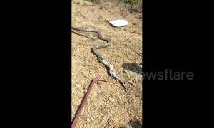 Rescuers surprised as king cobra found in house spits out monitor lizard