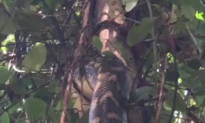 Twelve Foot Python Climbs Tree
