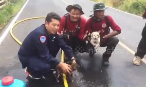 Charred puppies rescued from field fire after locals burn dead trees in Thailand