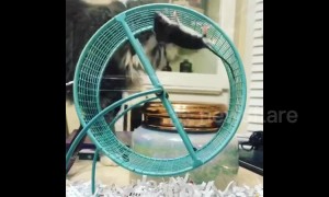 Wild mouse can't quite get around how to use a running wheel