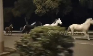 Runaway horses gallop along road at midnight in Shanghai