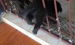 Nothing Can Keep These Pals Apart