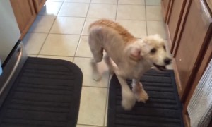 Dog Can't Contain Excitement for his Food