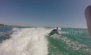 'Whoa!' Tourists scream in excitement as playful dolphins chase their boat off Florida