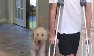 Dog hilariously mocks teenager's broken leg 'walk'