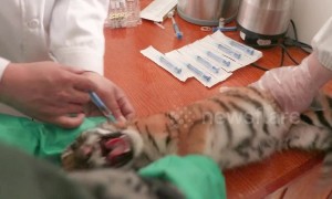 Tiger cub becomes crybaby on getting his first injections at Chinese zoo