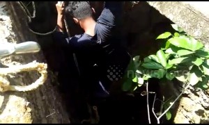 Rescuer risks his life to save deadly snake from dying in well