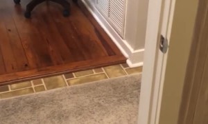 Women Scared Senseless by Squirrel