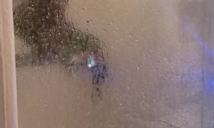 Parrot Prefers a Shower