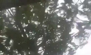 Tropical cyclone Veronica footage captured in Australia