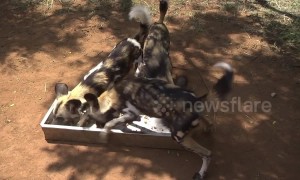 Endangered wild dogs wolf down biscuits at preserve in South Africa