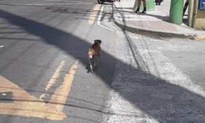 Dog Has Some Serious Street Smarts