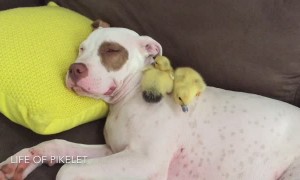 Rescue puppy adorably naps with foster ducklings