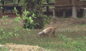 Thai villagers helped stray dog who endured three days with plastic bottle stuck on head