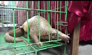 Java police expose endangered animal smuggling syndicate
