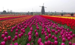 Spectacular drone footage shows colourful tulips blooming in eastern China