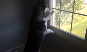 Husky can't contain himself after spotting deer herd in front of house