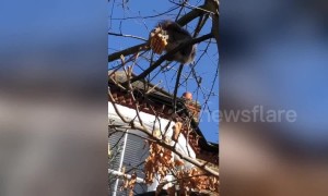 Squirrel 'screams in ecstasy' when eating waffle up a London tree