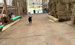 Precious Baby Goat Stampede