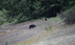 Bear with mysterious blue head caught on camera