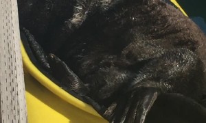 Sea Otter Relaxes in a Kayak