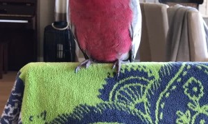 What if Birds Had Arms?