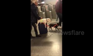 Lazy dog hitches ride on owner's suitcase while going through Paris subway